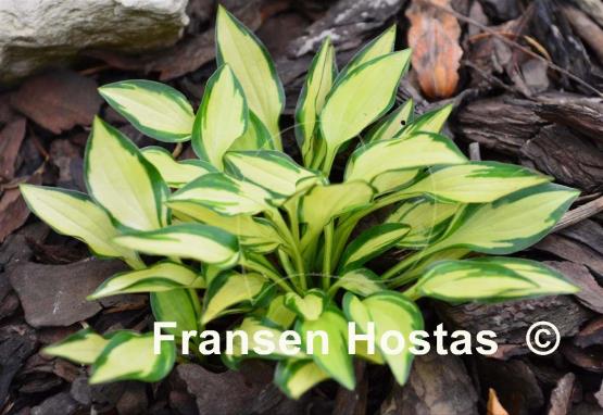 Hosta Teeny-weeny Bikini